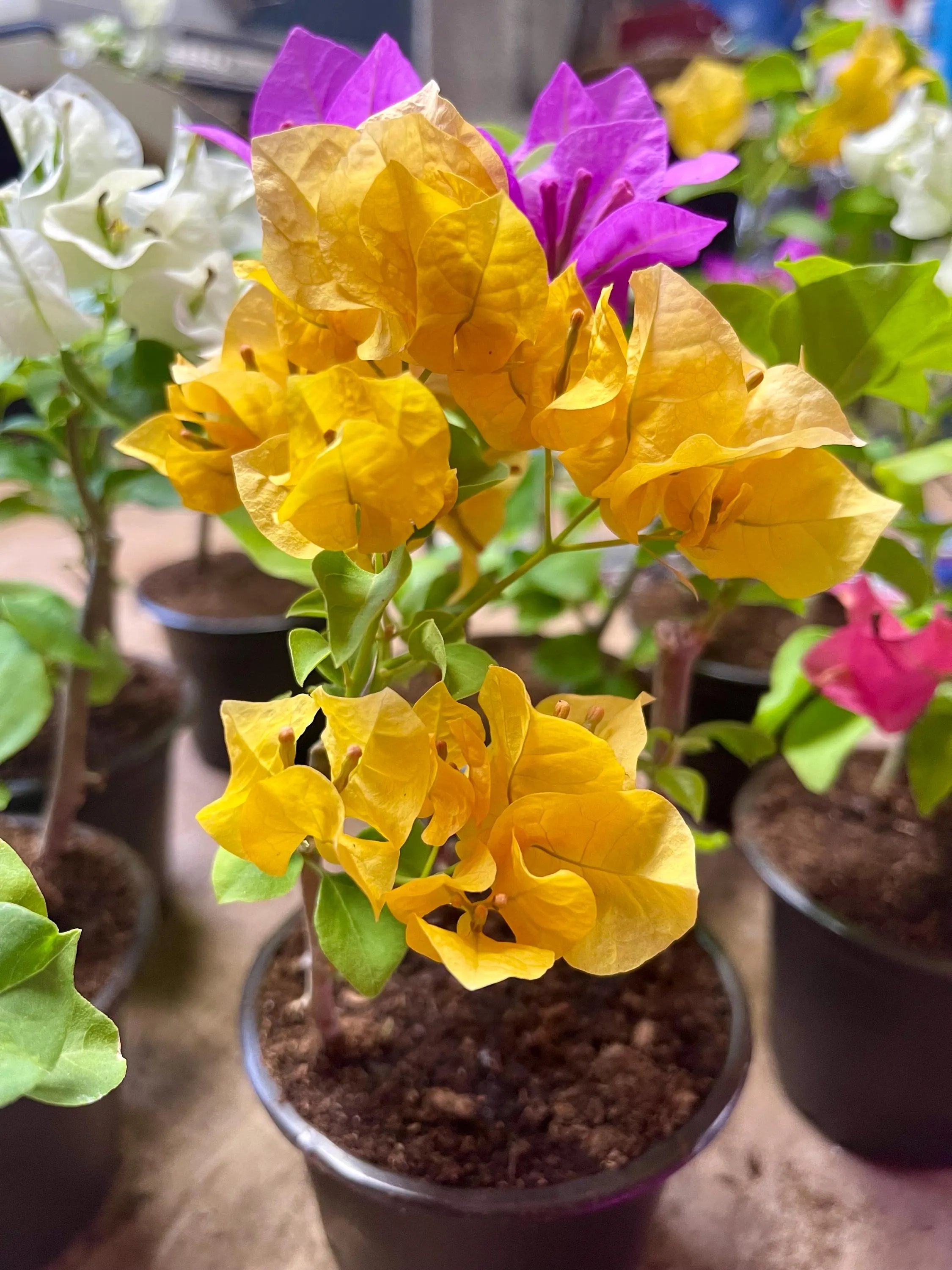 🏕️ 부겐빌레아의 숲(부겐 노 모리) 이미지 5